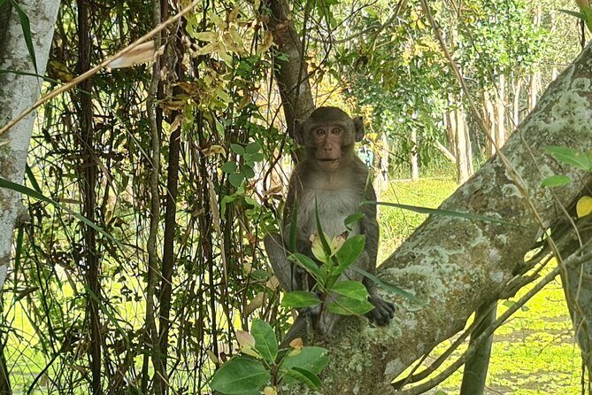 U Minh Thuong Forest and Pineapple Villages - Discovering U Minh Thuong Forest and Its Unique Charms