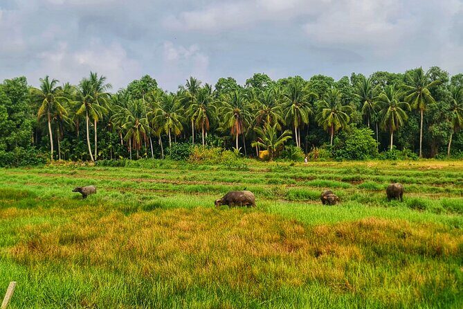 U Minh Thuong Forest and Pineapple Villages - Types of Travelers Who Will Love This Tour