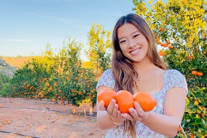 U-Pick - Tangerine and Lemon Picking at Sunmist Tangerine Farm - Exploring the Citrus U-Pick Experience in Temecula