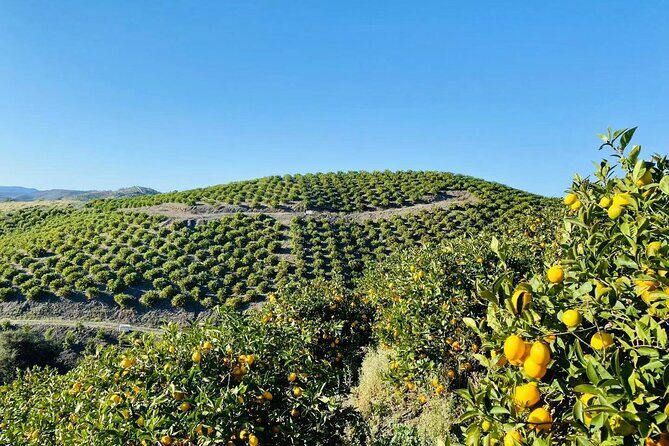 U-Pick - Tangerine and Lemon Picking at Sunmist Tangerine Farm - What’s Included and How It Works