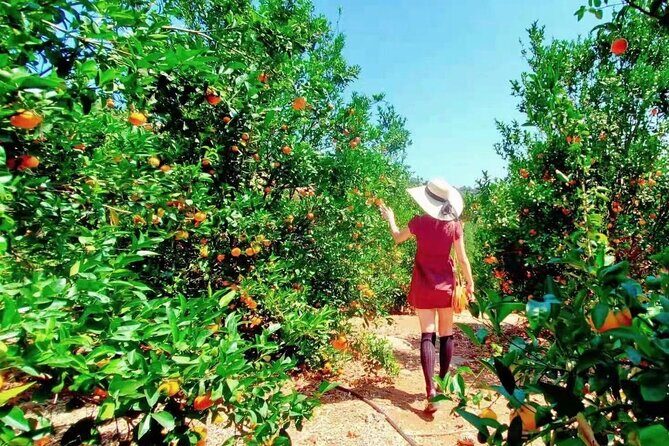 U-Pick - Tangerine and Lemon Picking at Sunmist Tangerine Farm - Authenticity and Photo Opportunities