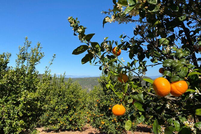 U-Pick - Tangerine and Lemon Picking at Sunmist Tangerine Farm - The Quality of Fruit and Pricing