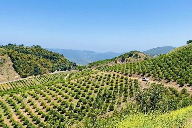 U-Pick - Tangerine and Lemon Picking at Sunmist Tangerine Farm - Practical Tips and Considerations