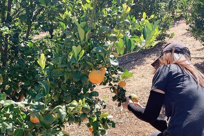 U-Pick - Tangerine and Lemon Picking at Sunmist Tangerine Farm - The Sum Up