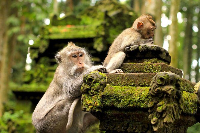 Ubud and Tanah Lot Tours - Who Should Consider This Tour?
