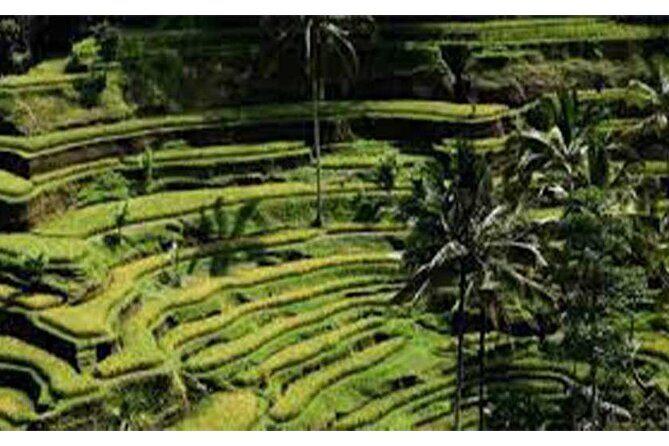 Ubud ATV Quad Bike, Monkey Forest and Rice Terrace - Exploring Bali’s Cultural Gems