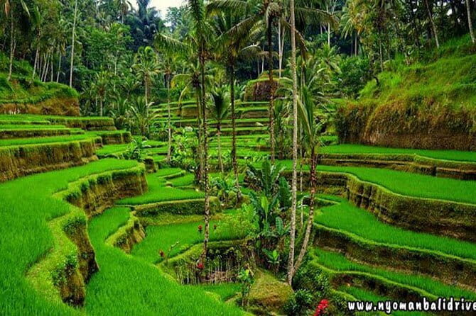 Ubud - Best central one day Tour - A Deep Dive into the Itinerary