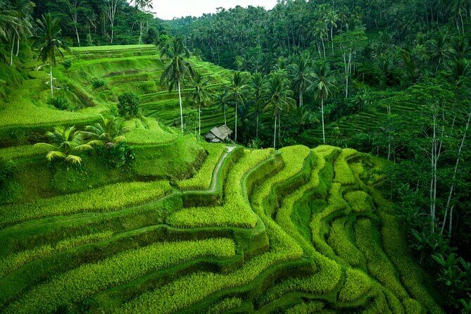 Ubud Countryside Tour: Campuhan Ridge Walk and Rice Terrace - Who Will Love This Tour?