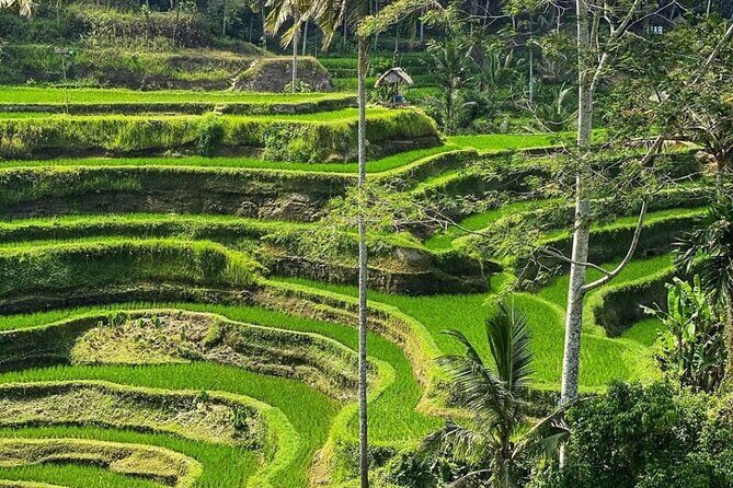 Ubud Day Tour : Waterfall, Temple and Local Night Market Tour - Who Will Love This Tour?