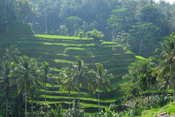 Ubud Experience ; Swing, Waterfalls, Art Market, Rice Terrace - An In-Depth Look at the Ubud Experience Tour