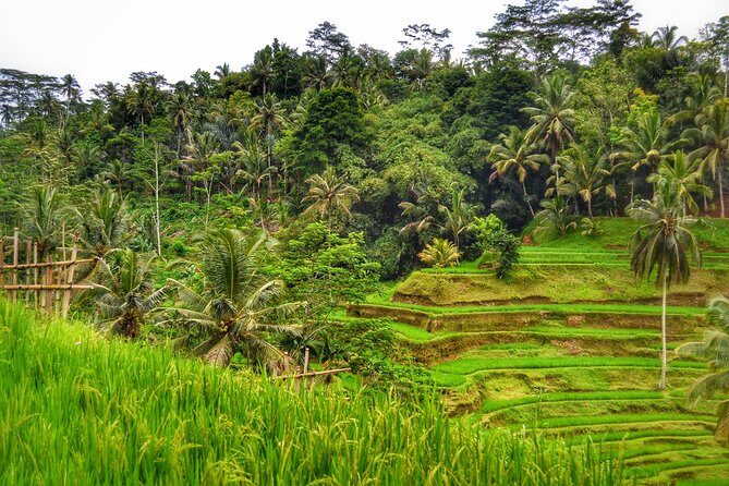 Ubud Full Day Tour - Costumeize Your Own Trip - Practical Details and What You Can Expect