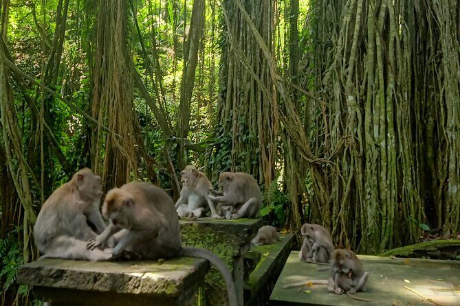 Ubud Guided Tour Monkey Forest, Waterfall, Temple & Rice Terrace. - A Complete Breakdown of the Ubud Tour Experience