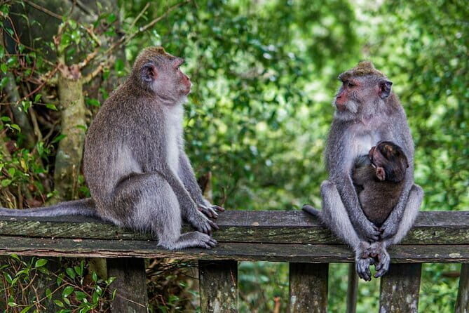 Ubud Highlight Private Charter with Jungle Swing - The Sum Up: Is This Tour Worth It?