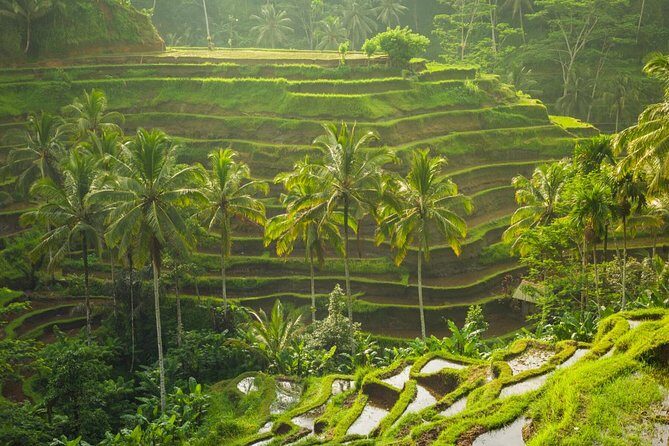 Ubud Holy Spring Temple Blissful Cleansing - Why This Tour Might Be Perfect for You