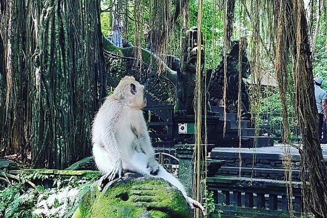 Ubud iconic waterfall and temple tours - An Introduction to the Experience