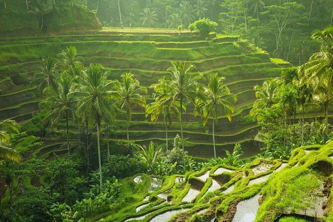 Ubud Instagram Spots Tour - One Day Private Trip - Exploring Bali’s Top Instagram Spots in Ubud