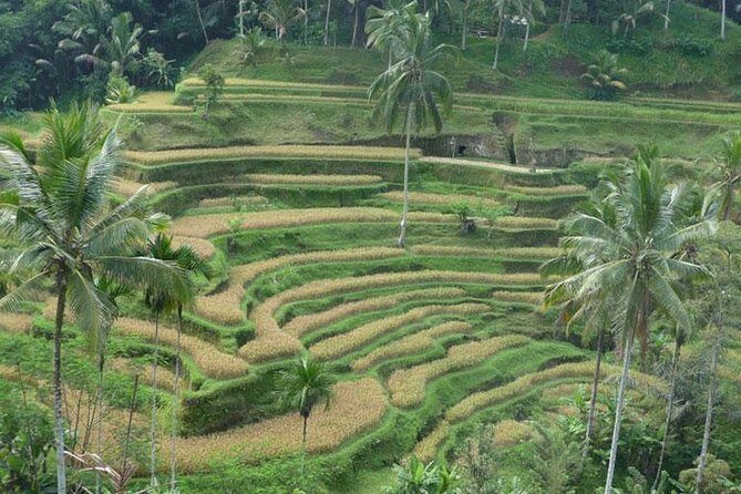 Ubud Kintamani Tour - What’s Included and What to Consider
