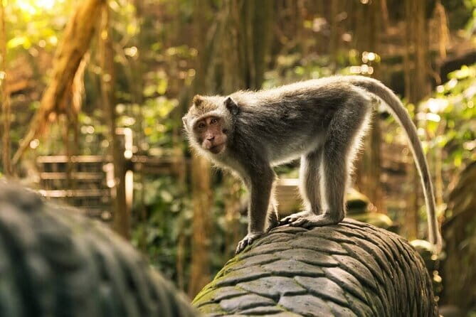 Ubud: Monkey Forest, Rice Terraces and Jungle Swing Tour - A Deep Dive into the Ubud Jungle Swing and Sightseeing Tour