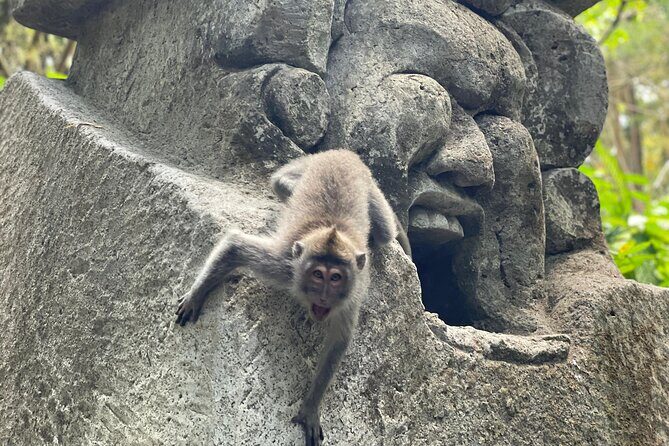 Ubud Monkey Forest Sanctuary Entrance Ticket All Inclusive - A Deep Dive into the Ubud Monkey Forest Experience