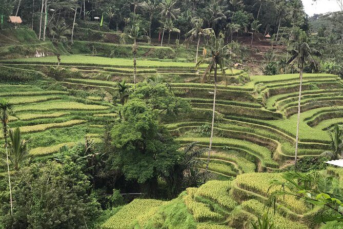 Ubud Private Tour - Best Of Ubud - All Inclusive - Who Should Book This Tour?