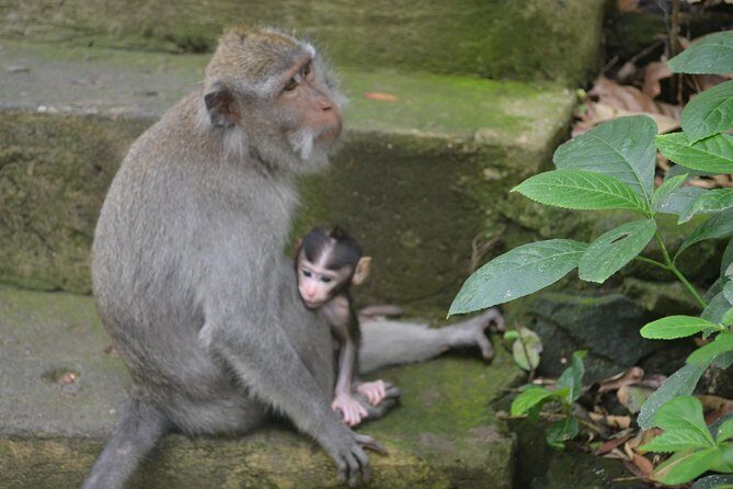 Ubud Private Tour : Choice Your Own Trip - Exploring Ubud Your Way: What to Expect
