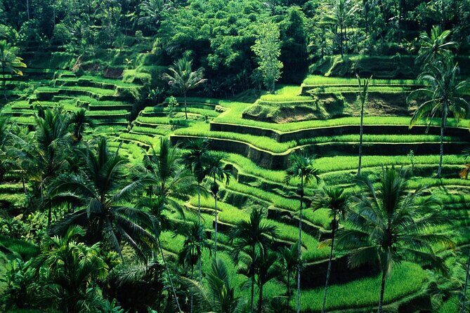 Ubud Private Tour : Ubud Temple and Authentic of Ubud - The Experience: A Deep Dive into the Ubud Private Tour