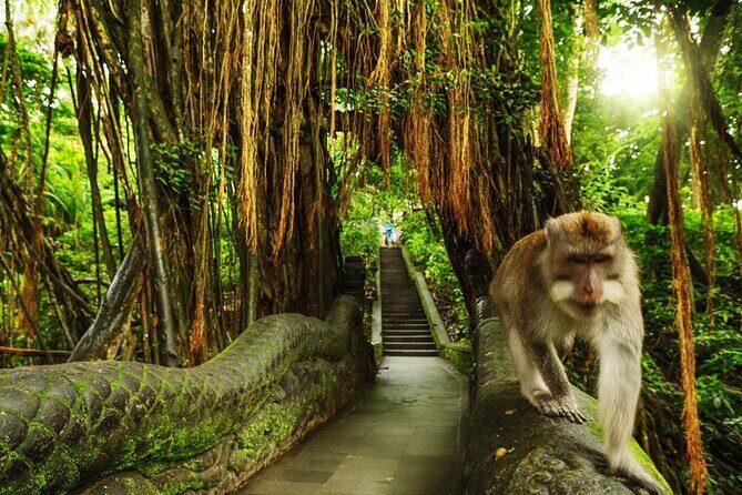 Ubud Skip the line Monkey Forest Sanctuary Ticket and Guided Tour - Ubud Skip the line Monkey Forest Sanctuary Ticket and Guided Tour Review