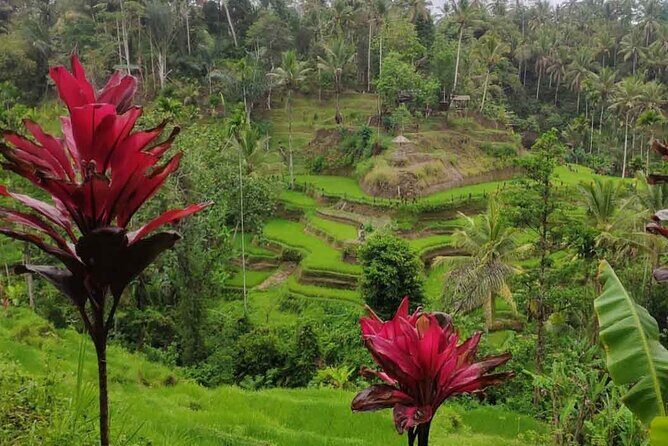 UBUD Spring Temple, Waterfall, Rice Terraces Private Tour - The Sum Up