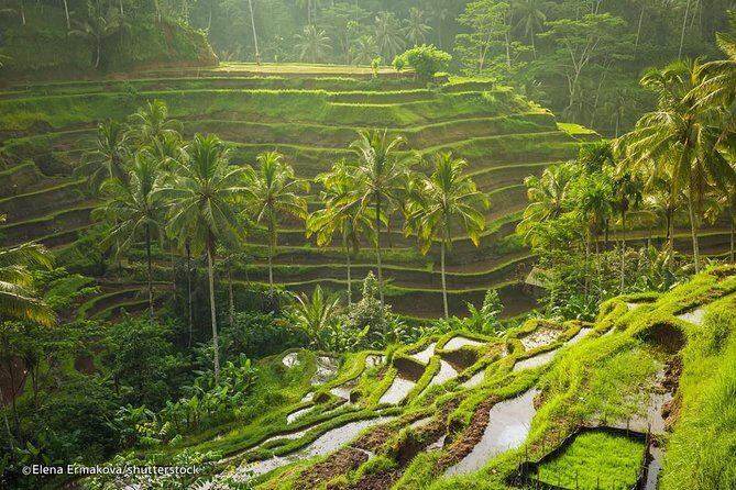 Ubud Surounding Tour - Who Will Love This Tour?