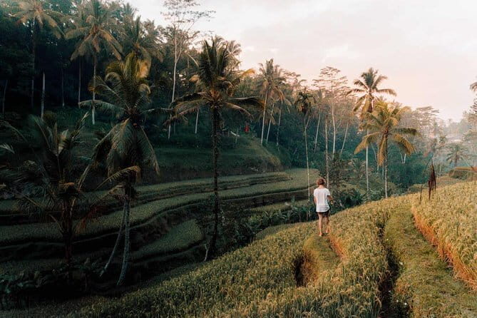 Ubud Swing, Rice Terrace and Waterfall Highlights Tour - Key Points
