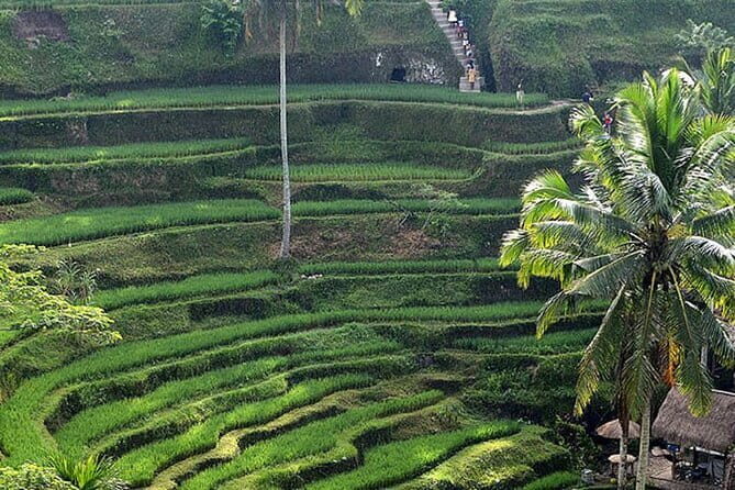 Ubud Swing, Rice Terrace and Waterfall Highlights Tour - Authenticity & Traveler Tips