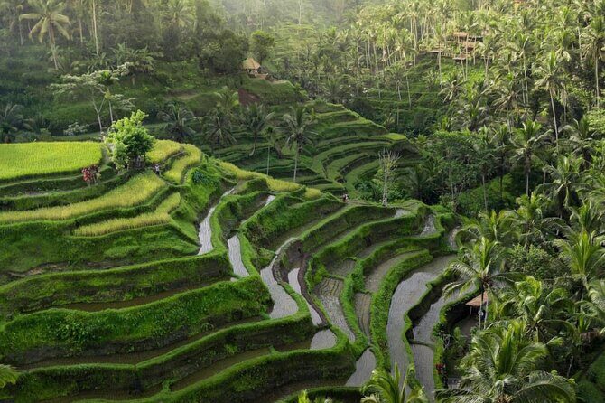 Ubud Tour-All Inclusive with Jungle Swing And Lunch - Key Points