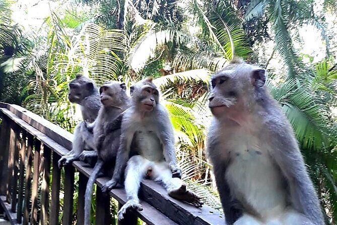 Ubud Tour - Best Of Ubud With Jungle swing - All Inclusive - FAQs