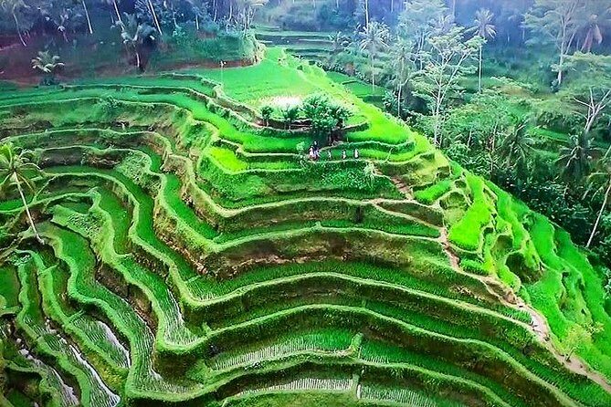 Ubud Tours: Culture, Palace, Temple, Rice field walks, Local show, Monkey Forest - A Deep Dive into the Ubud Tour Experience