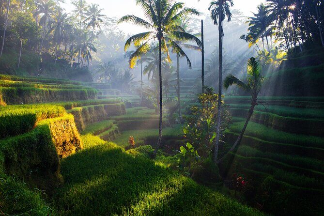 Ubud waterfall, rice terraces, and swing explore - Real Traveler Insights