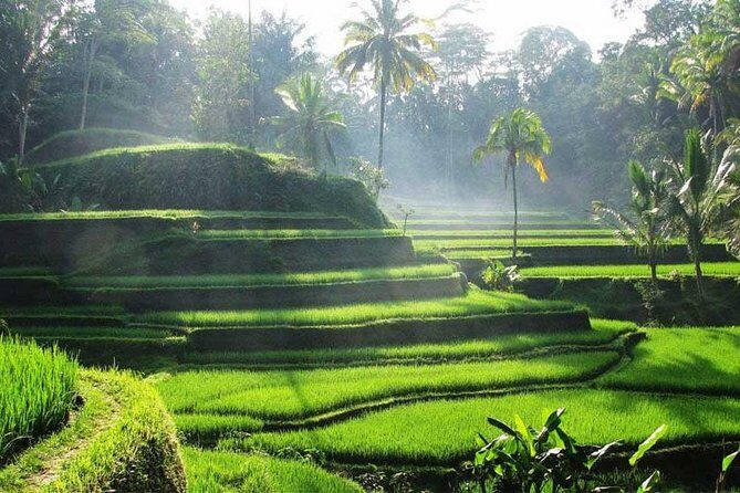 Ubud Waterfall Tour - Discovering Ubud: A Deep Dive into the Waterfall Tour