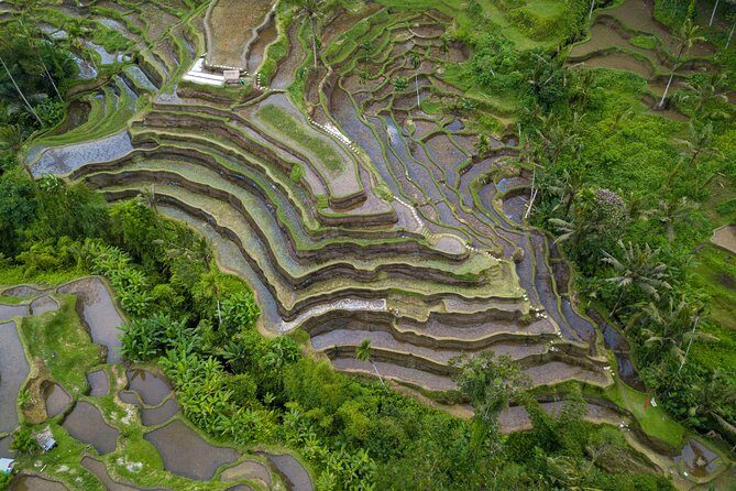 Ubud White Water Rafting, Rice Terrace and Jungle Swing - Final Thoughts