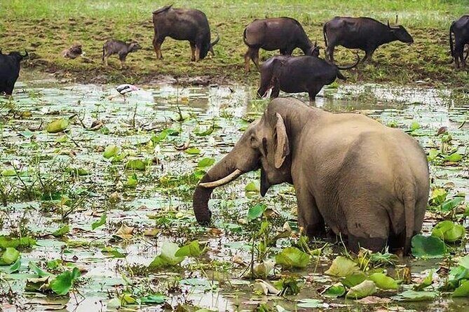 Udawalawa National Park Day Tour - Exploring the Itinerary: What to Expect