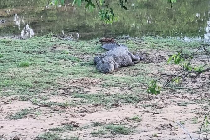 Udawalawa National Park Day Tour - Final Thoughts