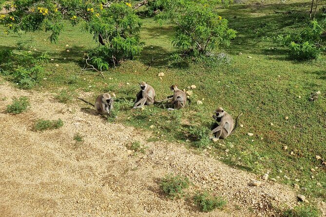 Udawalawa National Park Day Tour - FAQ