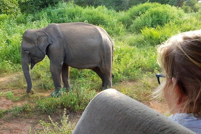 Udawalawa National Park half day Safari - An In-Depth Look at the Udawalawe National Park Safari