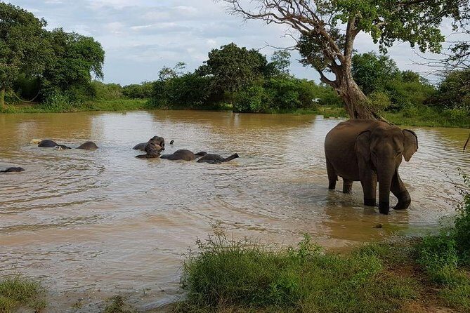 Udawalawa National Park half day Safari - FAQs