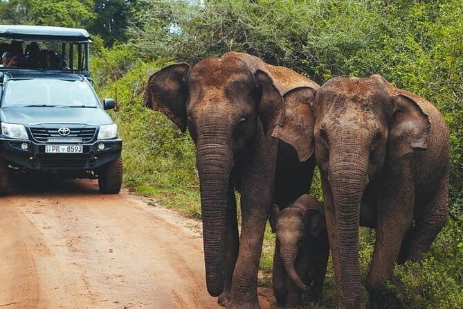 Udawalawa National Park Safari Tour From Ella - The Sum Up
