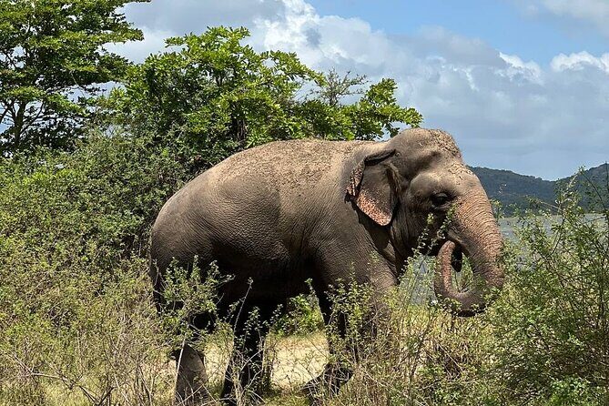 Udawalawa National Park Safari trip from Hikkaduwa/Galle/Weligama - An In-Depth Look at the Udawalawa Safari Tour