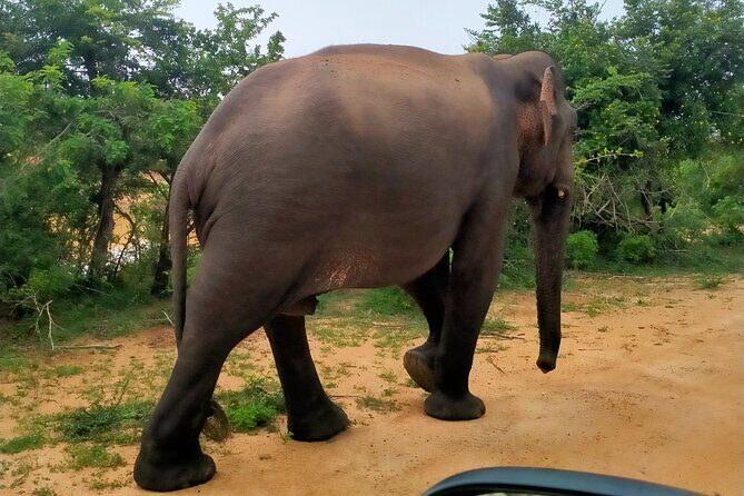 Udawalawa National Park Safari trip from Hikkaduwa/Galle/Weligama - FAQ