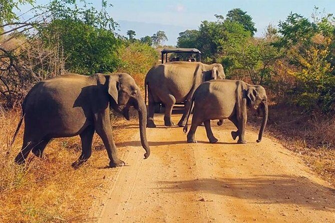 Udawalawa Safari Drive From Galle, Weligama, Mirissa & Dickwella - Final Thoughts: Is It Worth It?