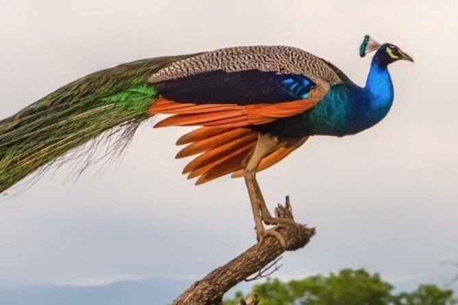 Udawalawa Safari Drive From Galle, Weligama, Mirissa & Dickwella - FAQ