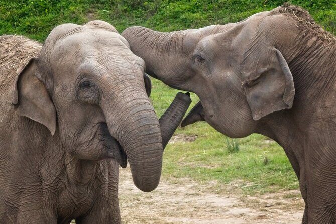 Udawalawa Safari & Elephants Orphanage Tour from Hambantota port - Who Is This Tour Best For?