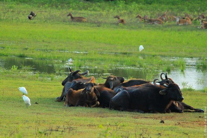 Udawalawe Jeep Safari - Ahungalla & Kosgoda Hotels - Exploring the Itinerary in Detail