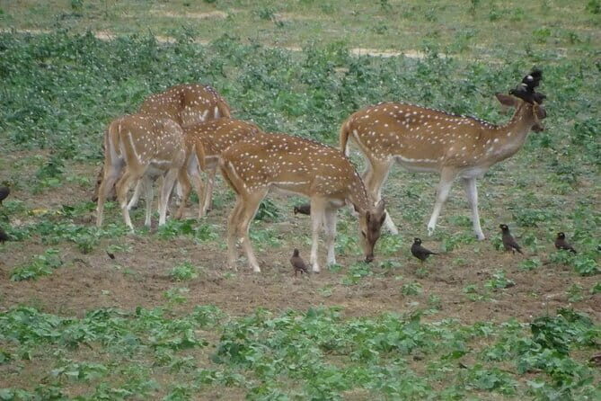 Udawalawe Jeep Safari - Introduction: What Makes This Safari Stand Out?